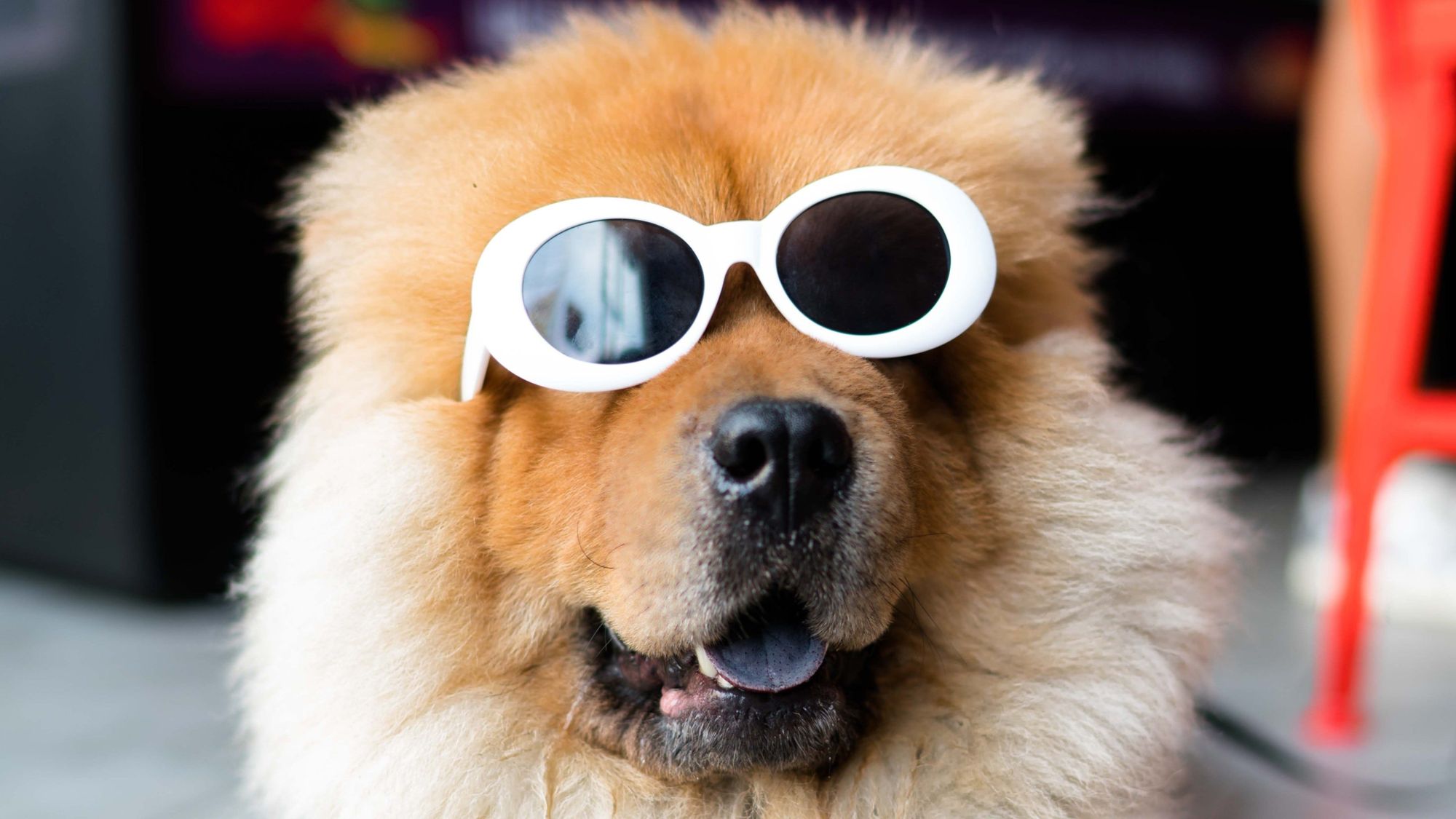 Snapchat camera can now identify plants, trees, and dog breeds