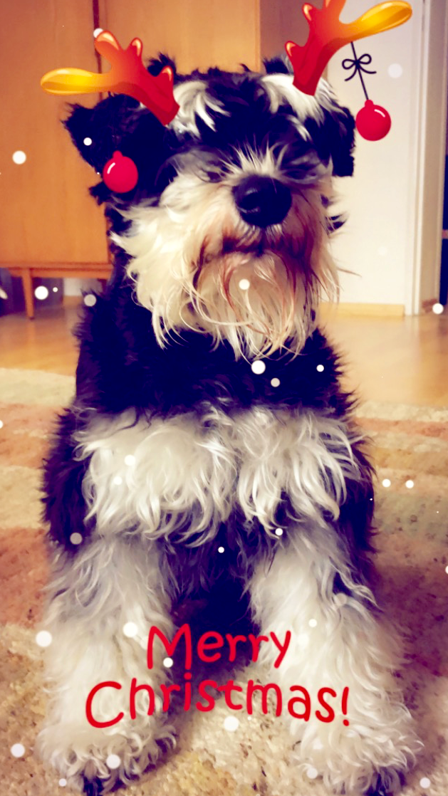 snapchat dog lenses - luna - mini schnauzer - merry christmas.png