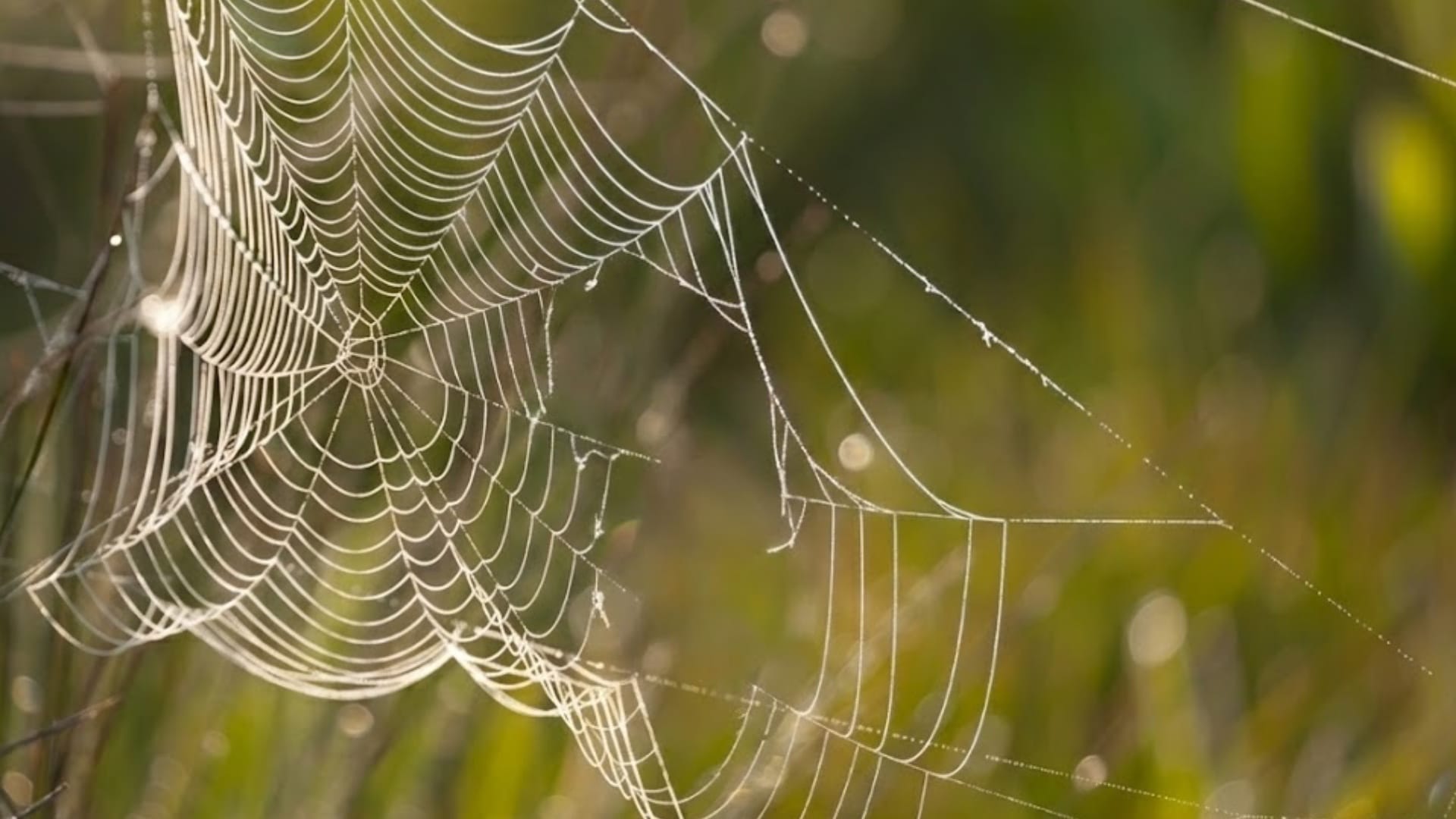 Why this Bloomberg reporter never wants to use the web again