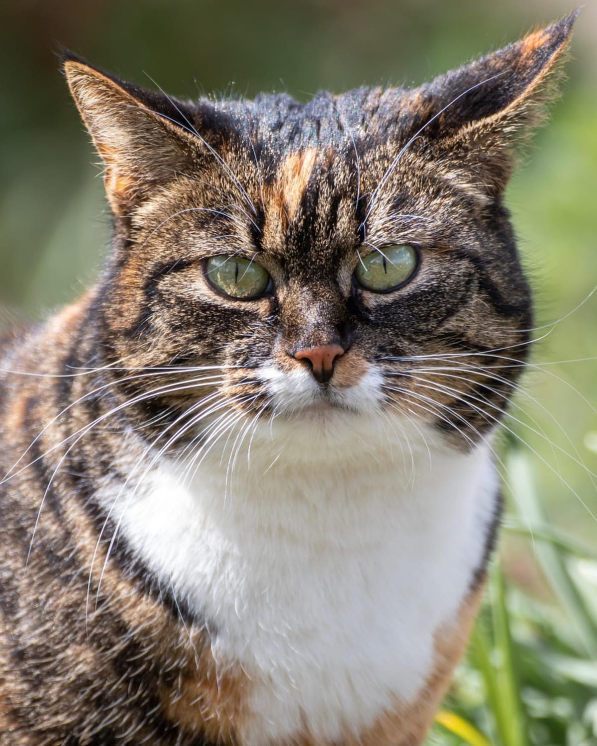 Cat litter box maker sues competitor over alleged TikTok influencer deception