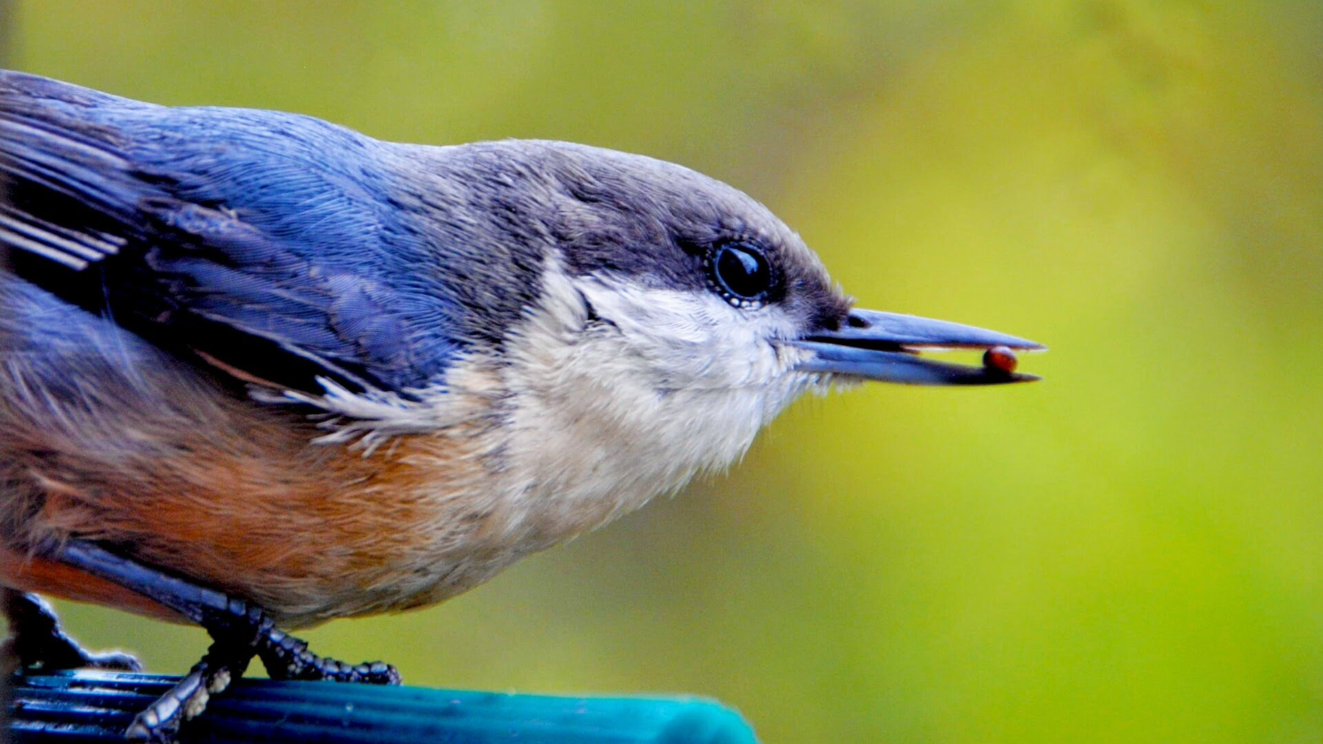 What is Gnatcatcher?