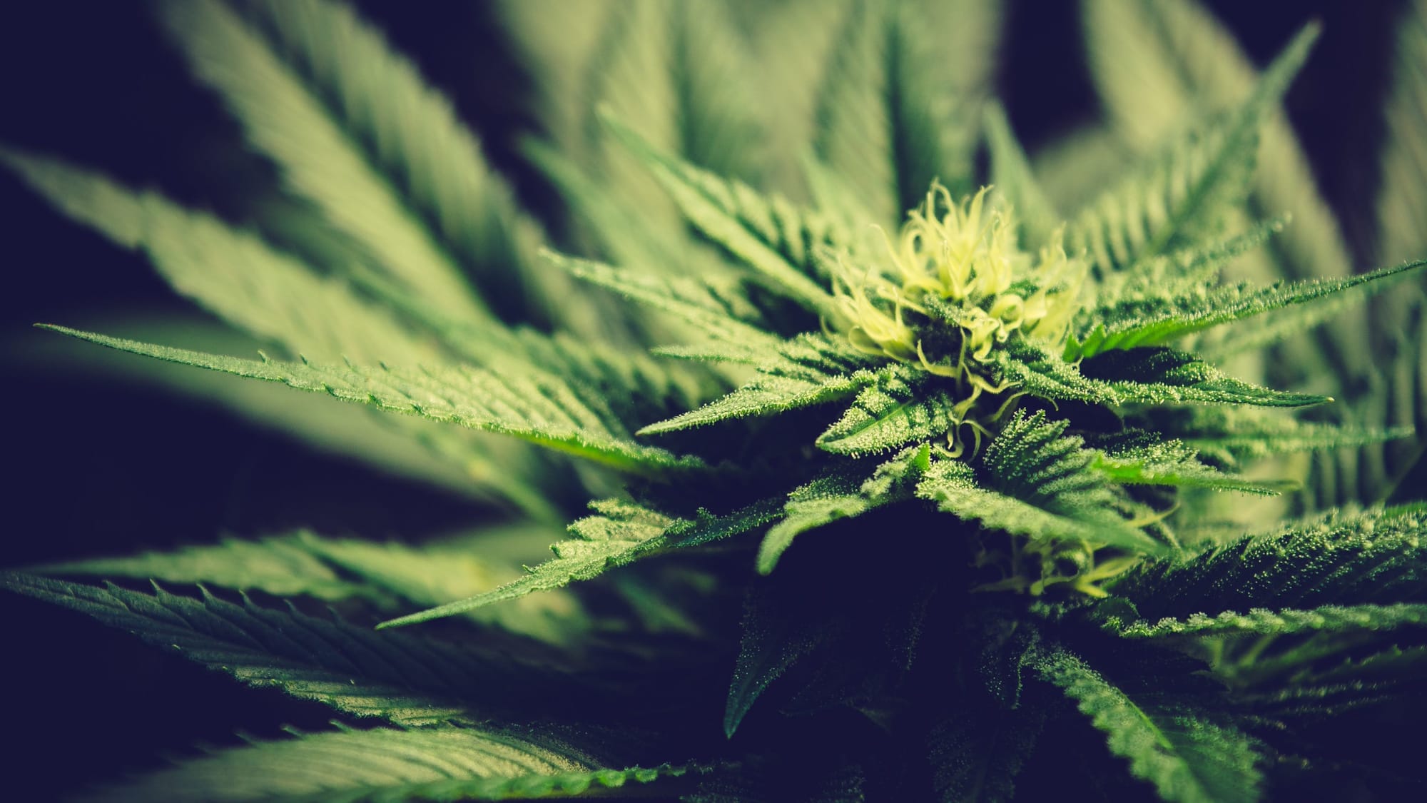 cannabis