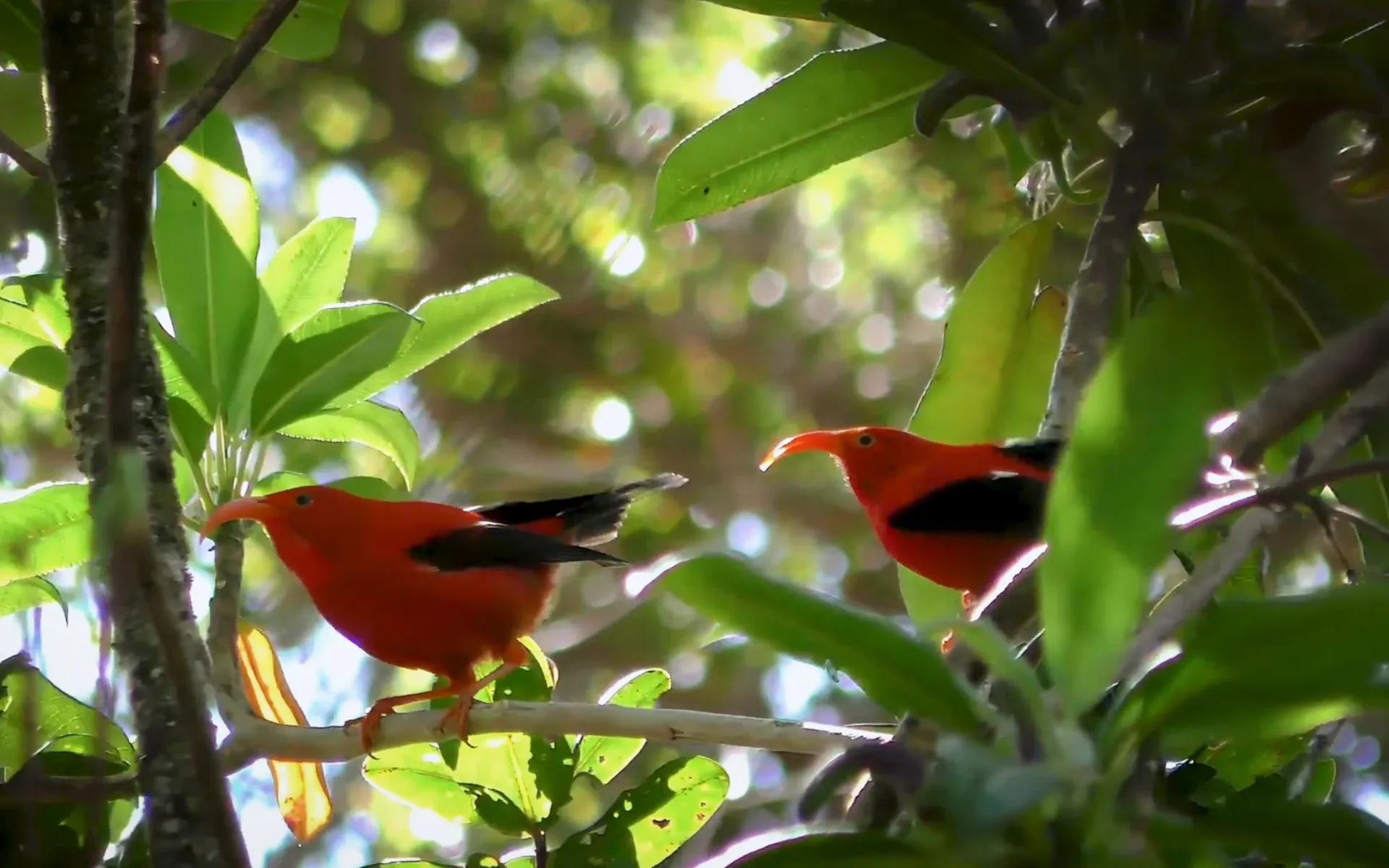 AI helps protect endangered Hawaiian honeycreepers like these red birds through advanced sound analysis technology.