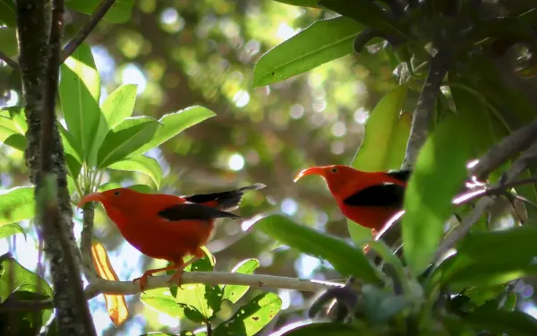 AI helps protect endangered Hawaiian honeycreepers like these red birds through advanced sound analysis technology.