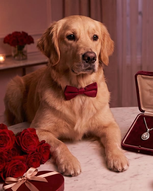 Golden retriever with bow tie, roses, and jewelry symbolizing Valentine's Day pet spending surge