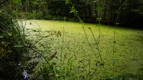 Duckweed-covered forest wetland pond in Germany, similar to Spessart restoration habitat